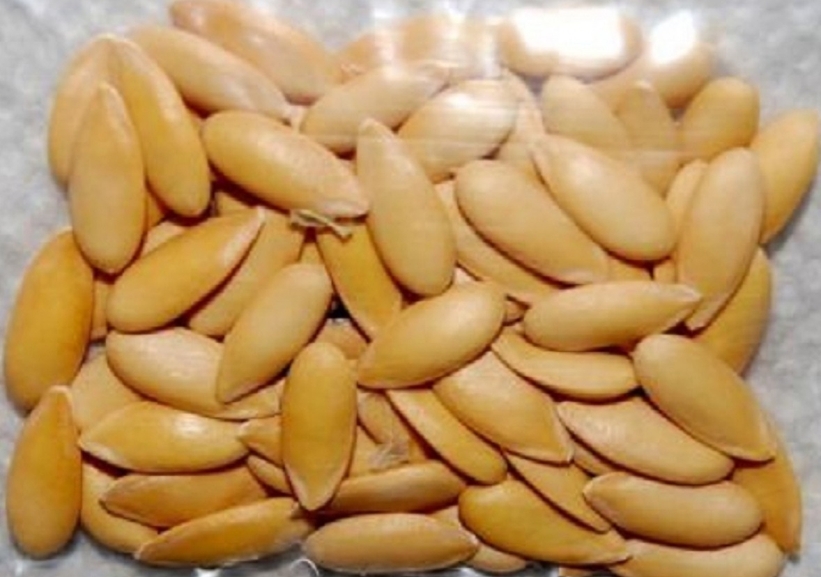 بذور البطيخ