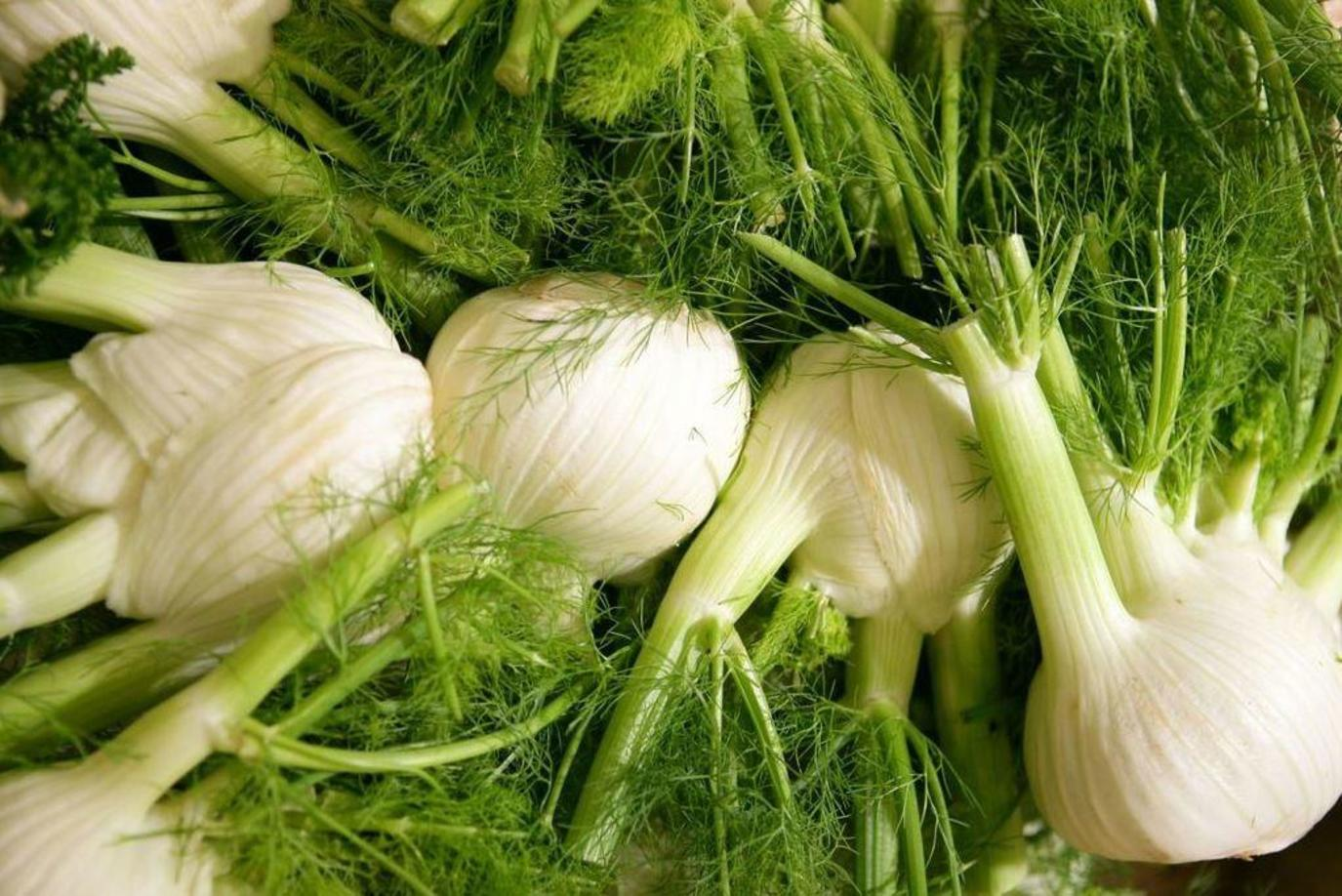 نبات الشمر