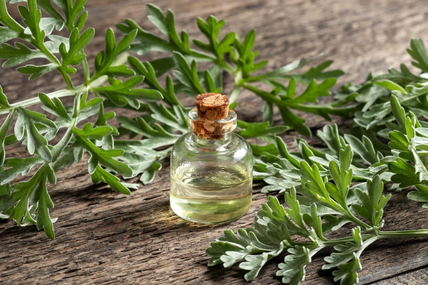 عشبة الشيح