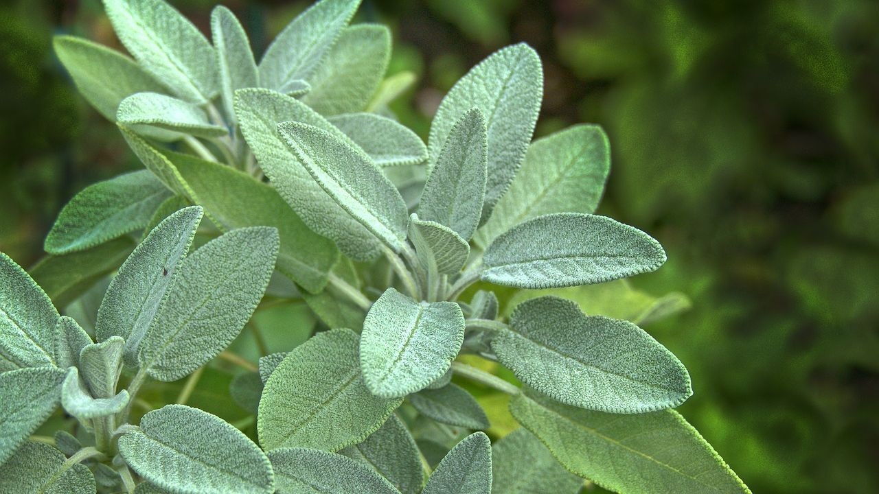  المرمرية 