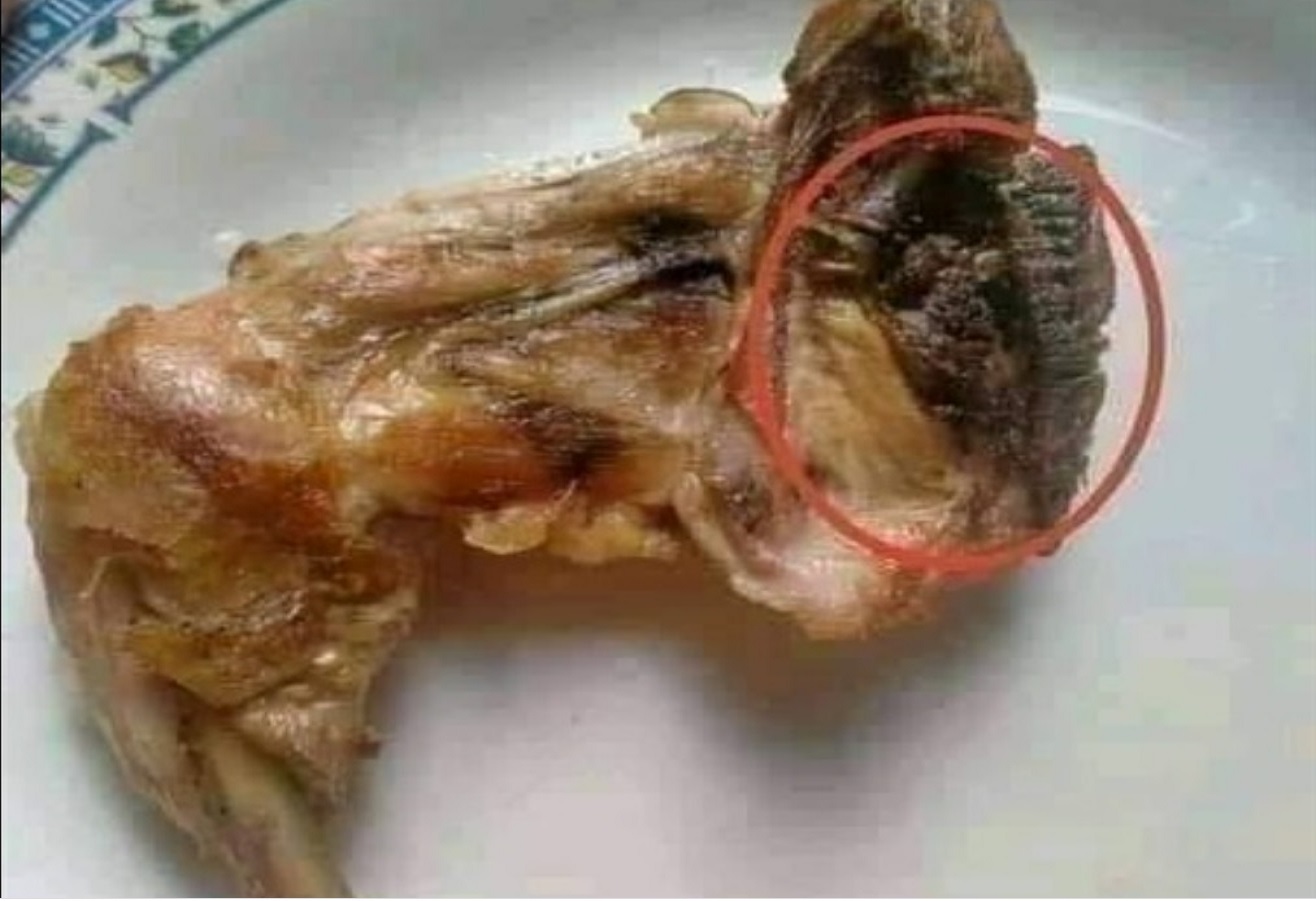 دجاج