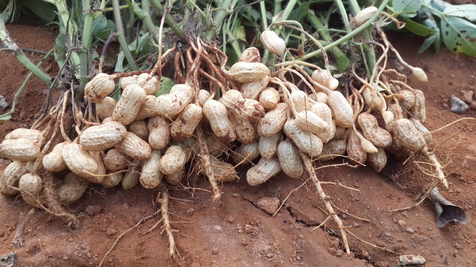 الفول السوداني