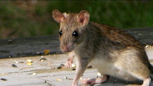 كيف تحل مشكلة الفئران في منزلك بدون استخدام مواد كيميائية ضارة ؟
