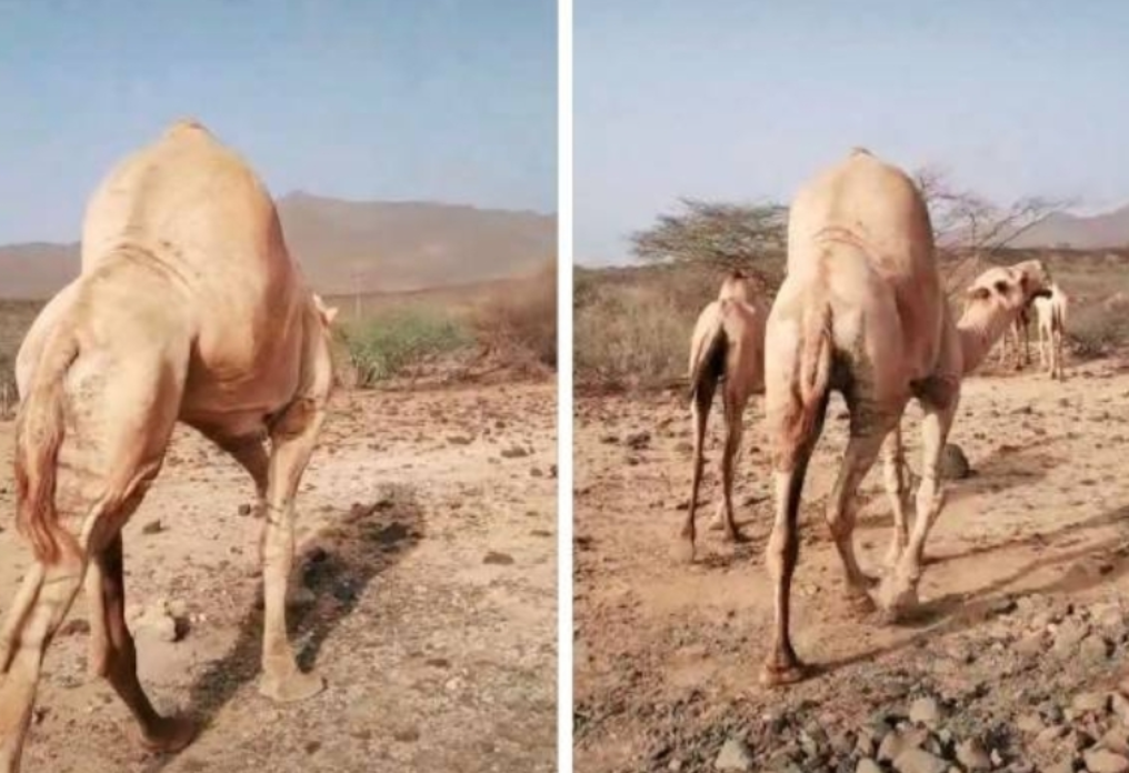  لماذا ادهش سنام هذا الجمل الجميع وما السبب لظهوره بهذا الشكل الغريب 