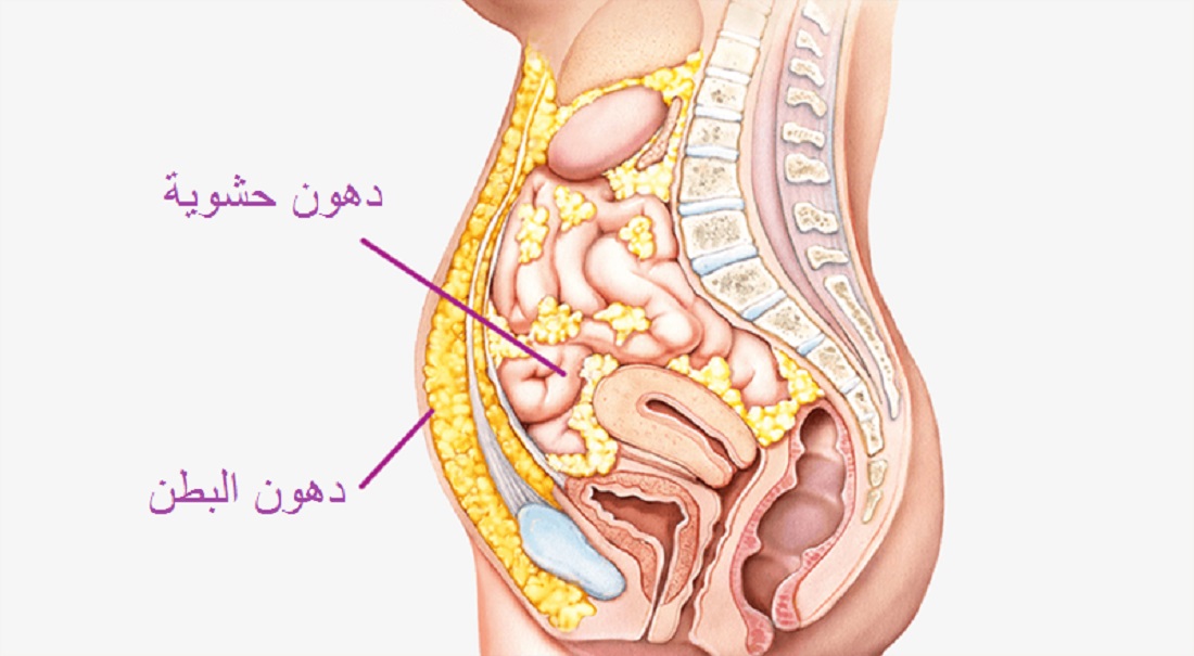 دهون البطن