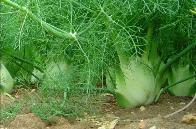 تنمو في الشتاء ..سعودي يكشف عن كنز رباني مذهل عشبة صغيرة تقضي على الورم تماما ودواء سحري للسرطان