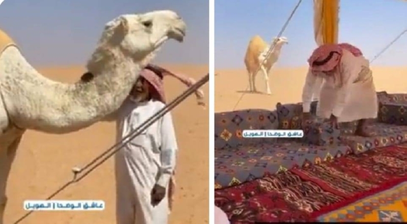 سعودي يتزوج ناقة وحين أراد مضاجعتها وقعت مفاجأة غير سارة اثارت ضجة كبيرة في المملكة..تفاصيل صادمة