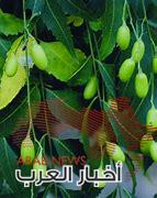شجرة النيم وفوائدها