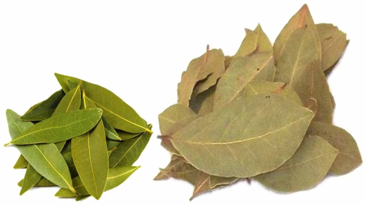 ورق الغار