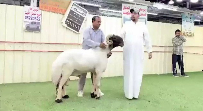 بيع خروف بسعر 200 الف دولار في الكويت