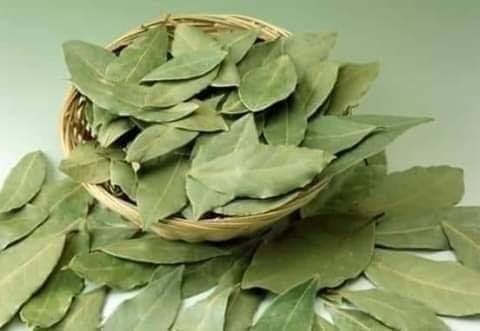 معجزة ورق الغار  استخدمته بهذه الطريقة.. ستجعل بطنك مسطحاً وشعرك كثيف وناعم خالي من الشيب !