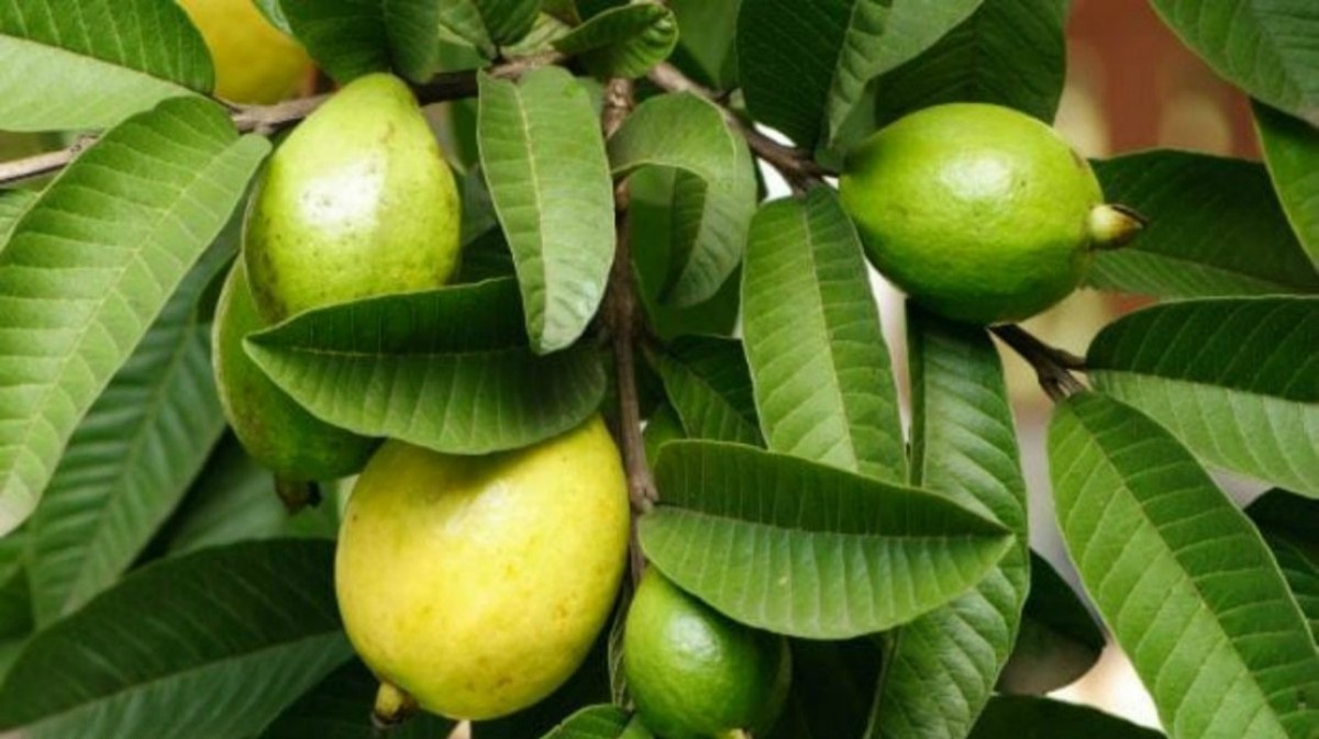 الجوافة