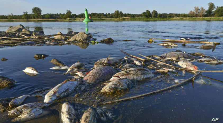 كارثة بيئية في بولندا تتسبب في نفوق أطنان من الأسماك