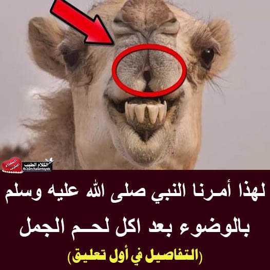 لحم الجمل