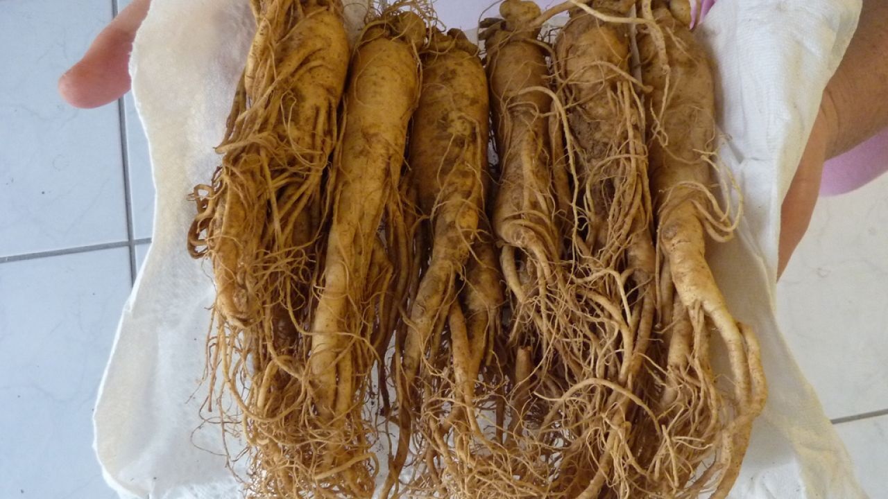 عشبة الجنسنج