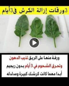 ورقة منها على الريق تذيب الدهون وتحرق الشحوم في 3 أيام  حتى لو كانت كرشتك كبيرة ومدلدله