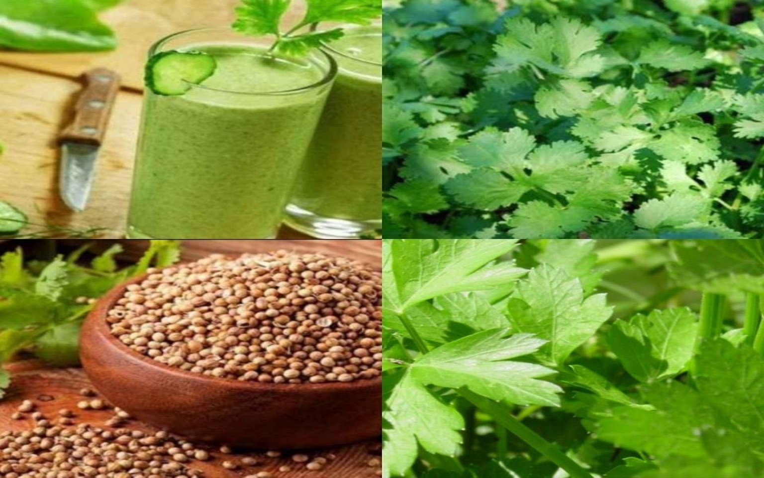 حيرت الطب .. نبتة بسيطة و متواجده بسعر التراب تزيل السموم من كل الجسم وتمنع ارتفاع سكر الدم وفوائد أخرى مذهله