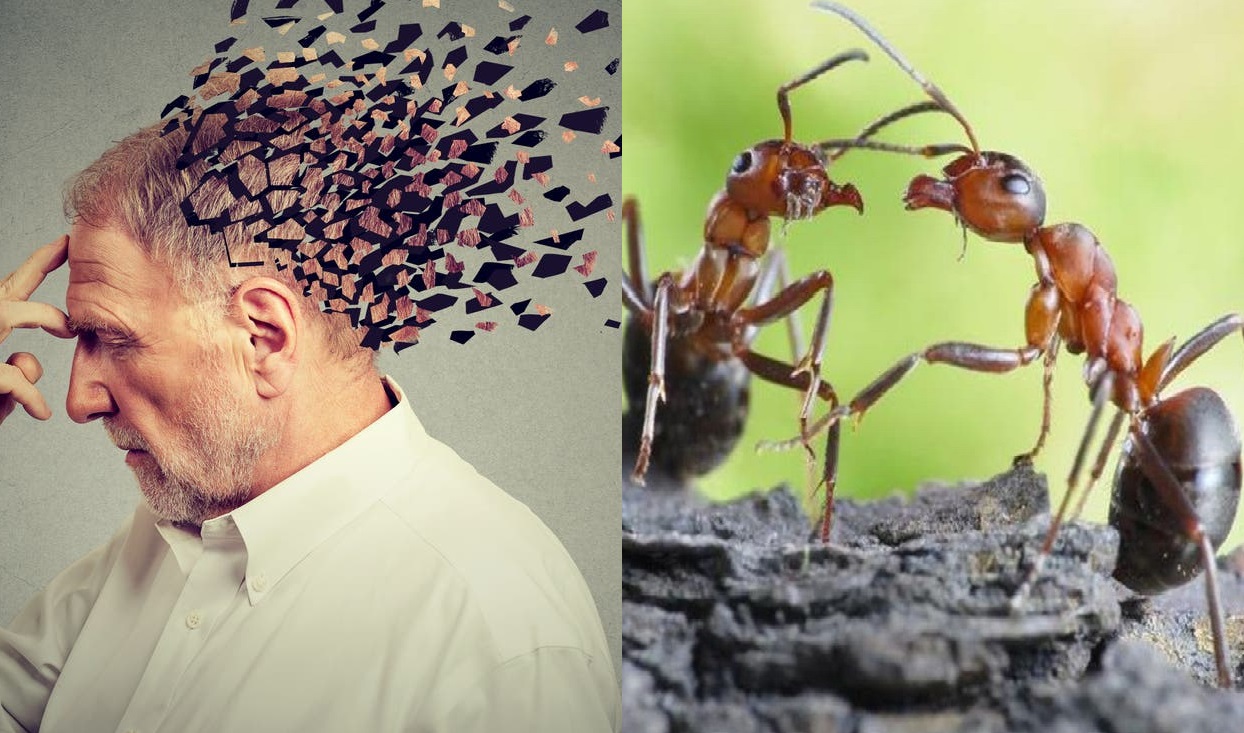 نمل يعيد مرونة المخ