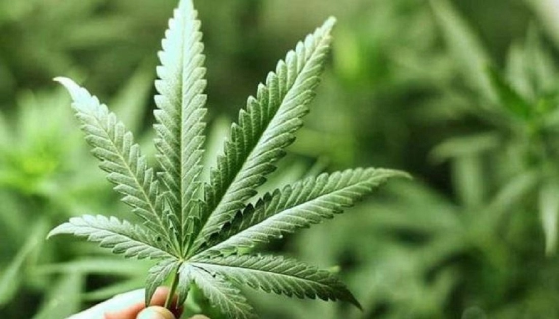 عشبة الماريجوانا