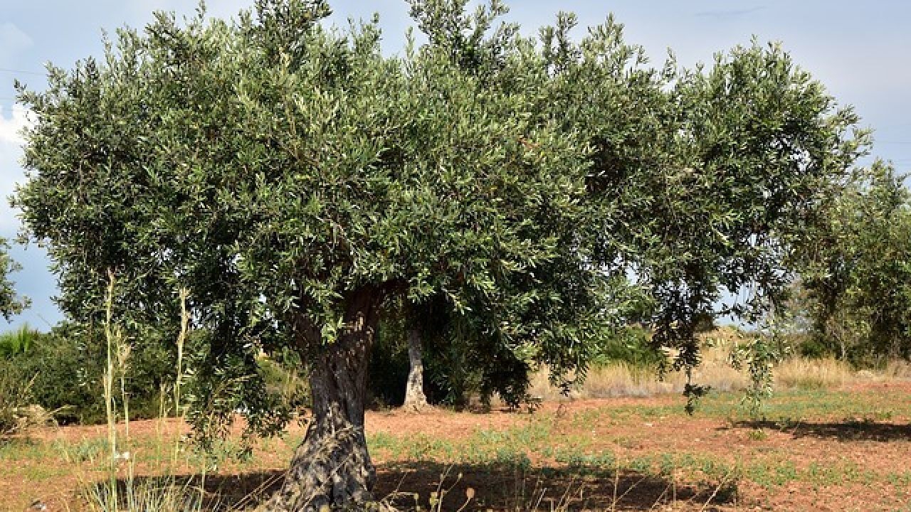 أسرار الشجرة التي اقسم الله بها بالقران الكريم.. مفعول أوراقها أذهل الأطباء تخفض ضغط الدم وتقلل الكوليسترول !