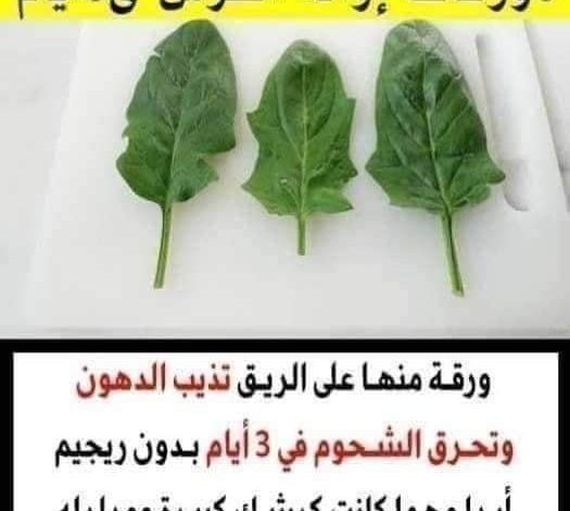 فقط ورقة منها على الريق تذيب الدهون و الشحوم في 3 أيام بدون ريجيم أبدا مهما كانت كرشك كبيرة ومدلدله
