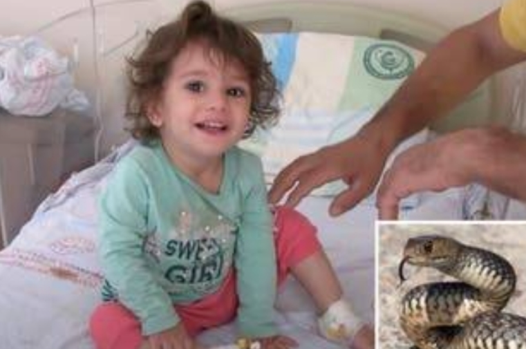 طفلة تقتل أفعى سامة بأسنانها 