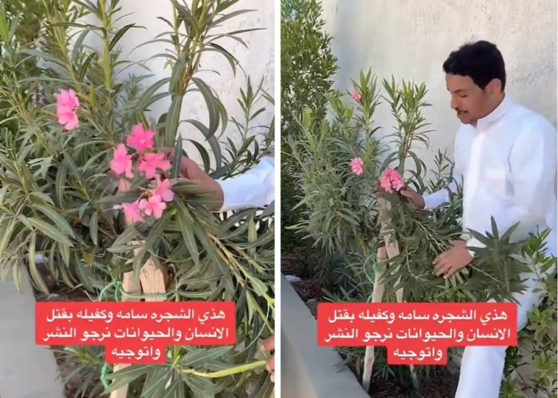 شاهد موجودة في كل منزل .. مواطن يكشف عن شجرة ورود سامة تسبب الوفاة والناس تجهلها ولا تدري عنها