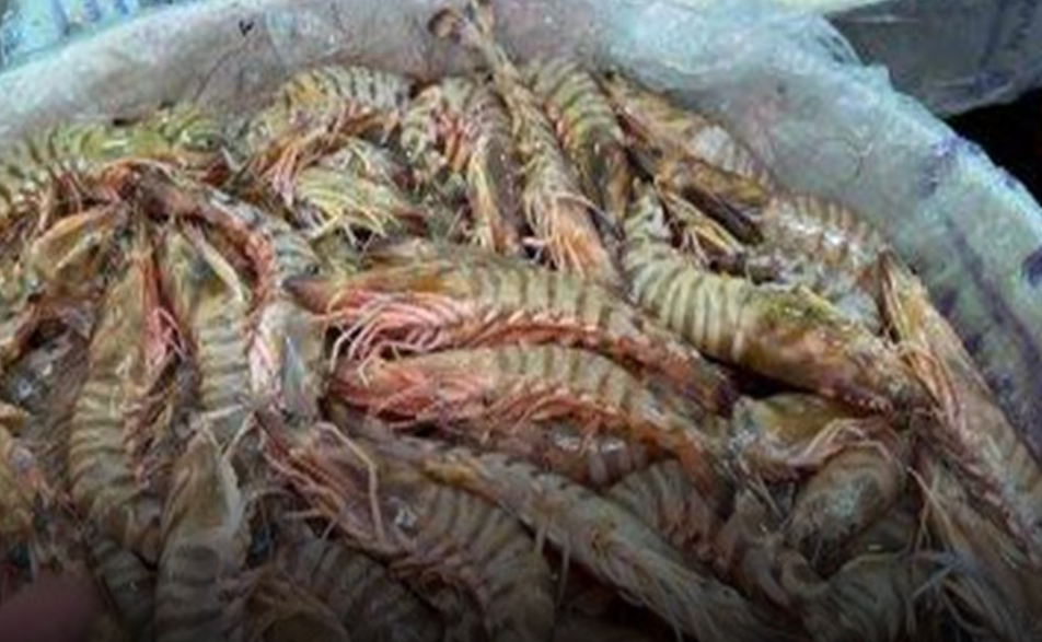 هل سمعت عن الجمبري الكذاب وأضراره تعرف عليه وعلى مخاطر تناوله 