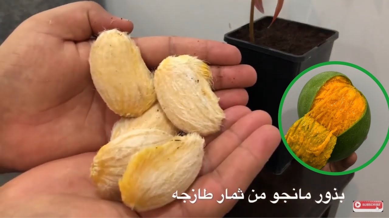بذور المانجو