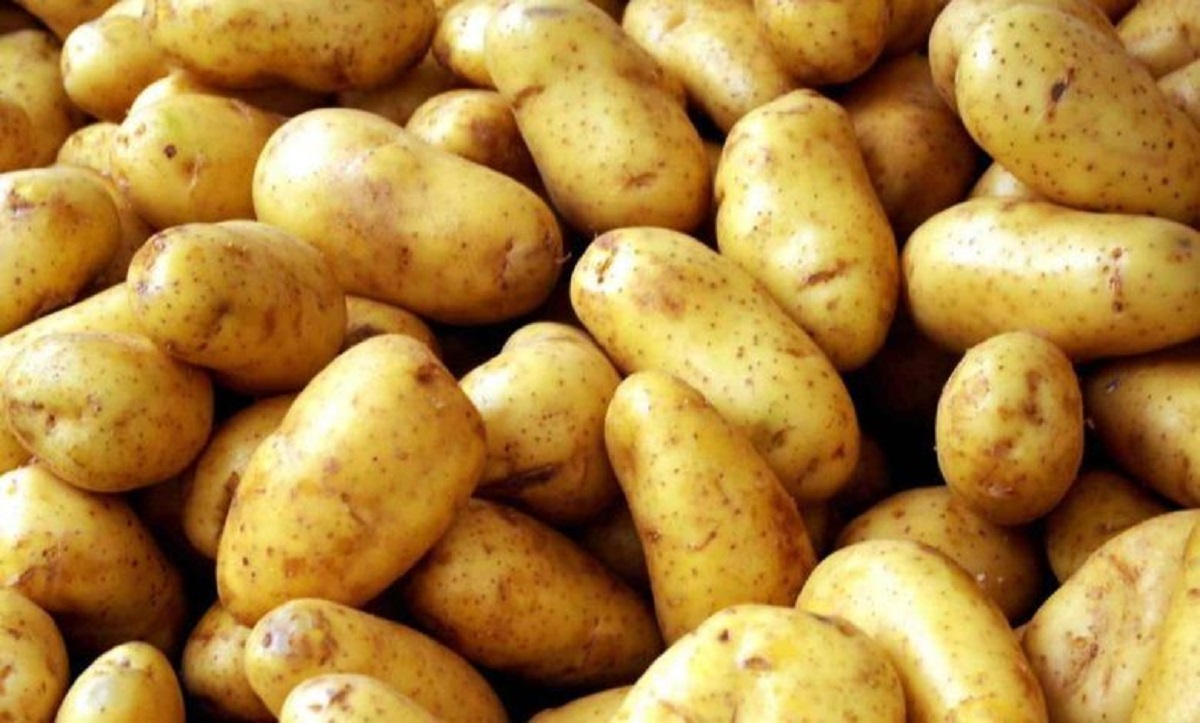 البطاطس