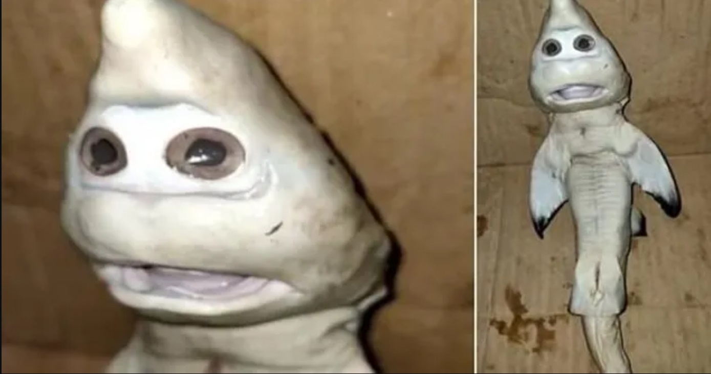 سمكة تشبه الانسان
