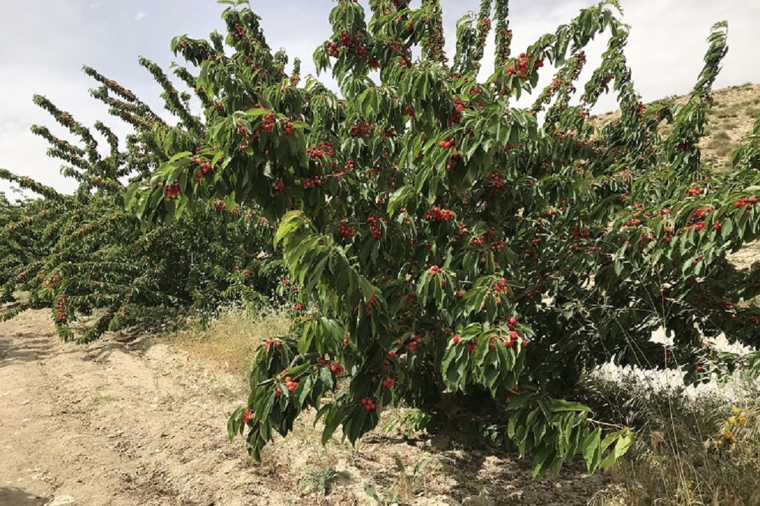حب الملوك