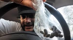 حبة الملوك