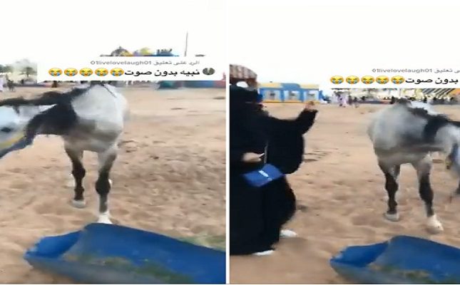 نهاية قاسية ومؤلمة لحسناء سعودية داعبت حصان أثناء تناوله العلف..شاهد 