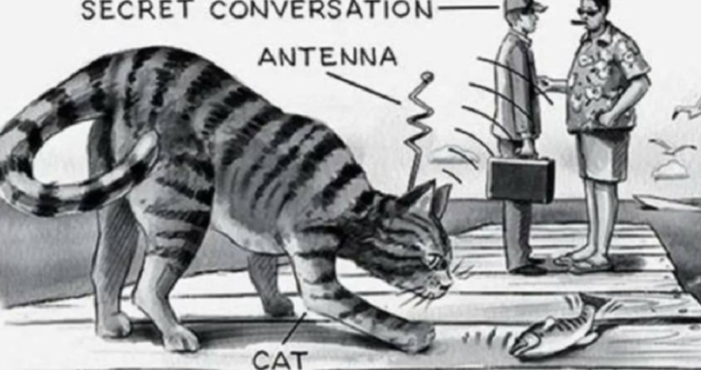 دربت المخابرات الأمريكية قطة لتكون جاسوسة على الإتحاد السوفييتي فهل نجحت القطة في مهمتها أم لا ؟تعرف على بقية القصة  