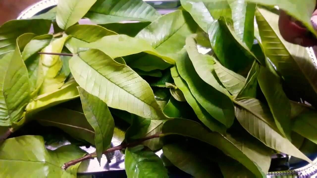 اوراق هذه الشجرة المباركة أذهلت الأطباء تخفض ضغط الدم وتقلل الكوليسترول الضار 