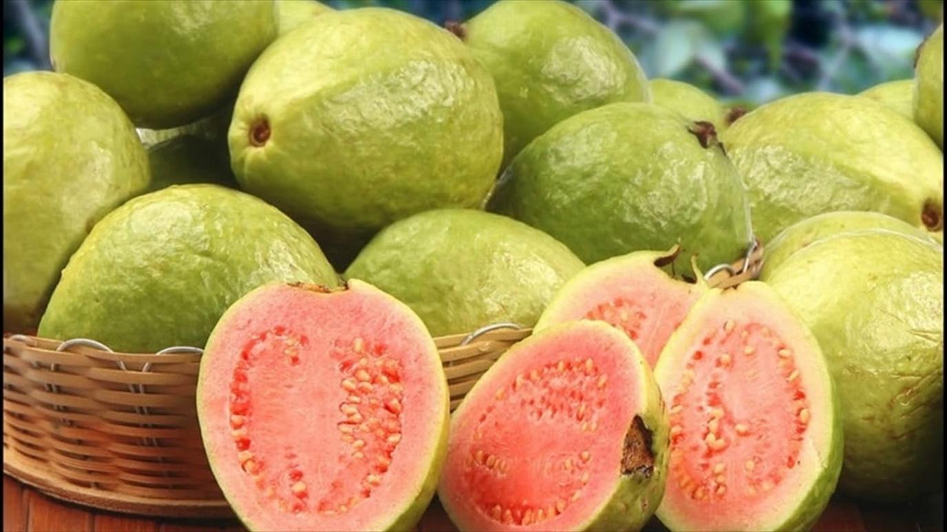 الجوافة