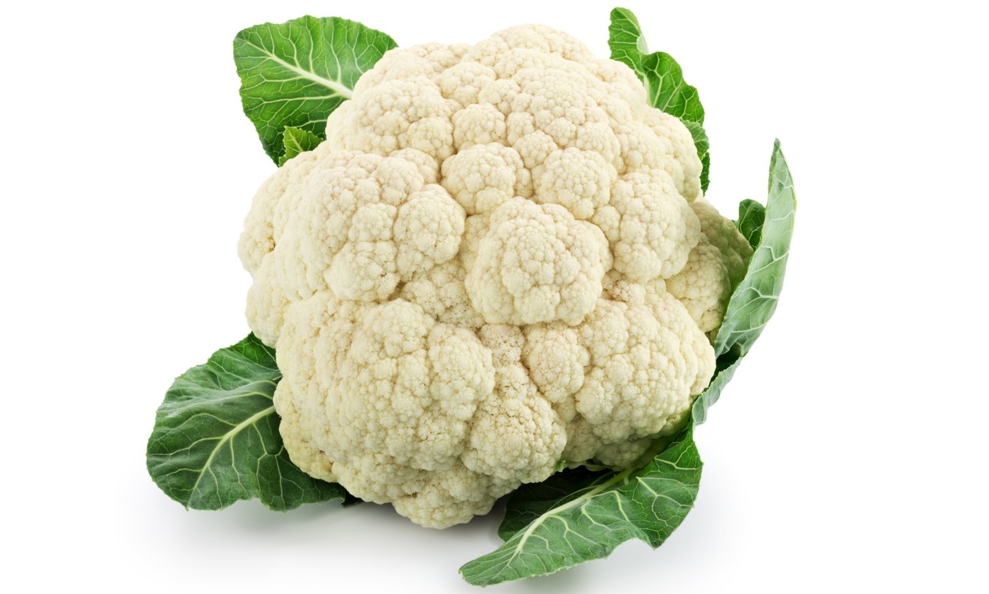  الزهرة البيضاء 