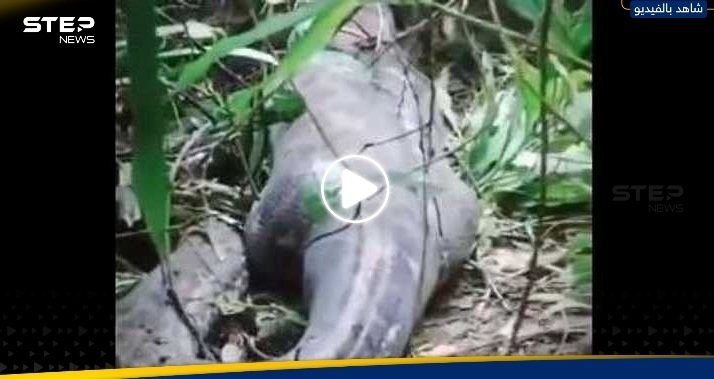 شاهد لحظة استخراج امرأة من بطن ثعبان ضخم ابتلعها.. فيديو صادم