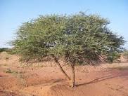 أغرب وأخطر شجرة عربية .. تشفيك من مرض السكري لكنها قد تفقدك بصرك وتجعلك أعمى..تعرف عليها