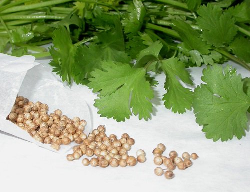 نبات عشبي طبي ..  يكافح أمراض السكري والقلب والسرطان وينظم مستوى السكر في الدم .. جربه وسترى النتيجة !