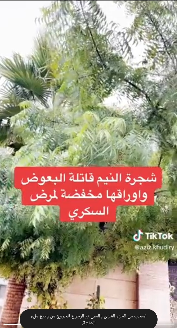 سواء كنت مصاب بالسكري او تعرف مصاباً به.. أوراق هذه الشجرة تخفض نسبتهُ بشكل كبير وتغني عن الادوية!طبيب سعودي يكشف عنها