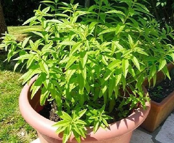 عشبة الرجلة