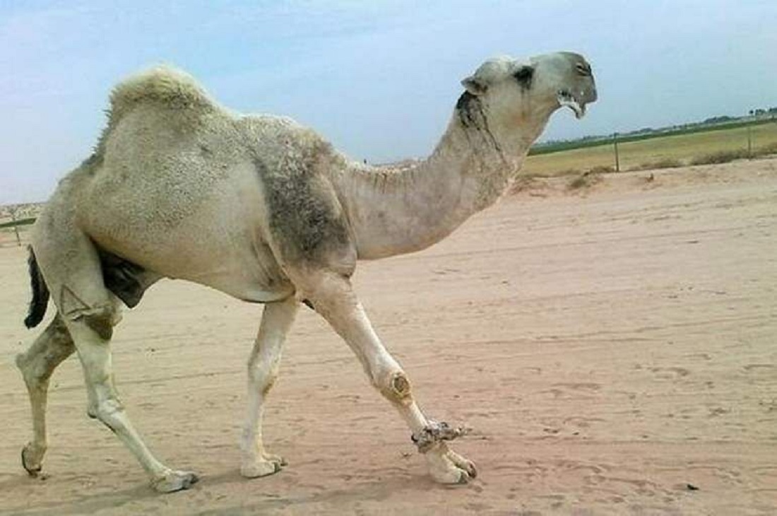 جمل