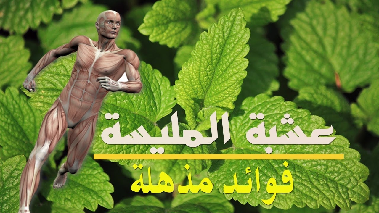 عشبة المليسة