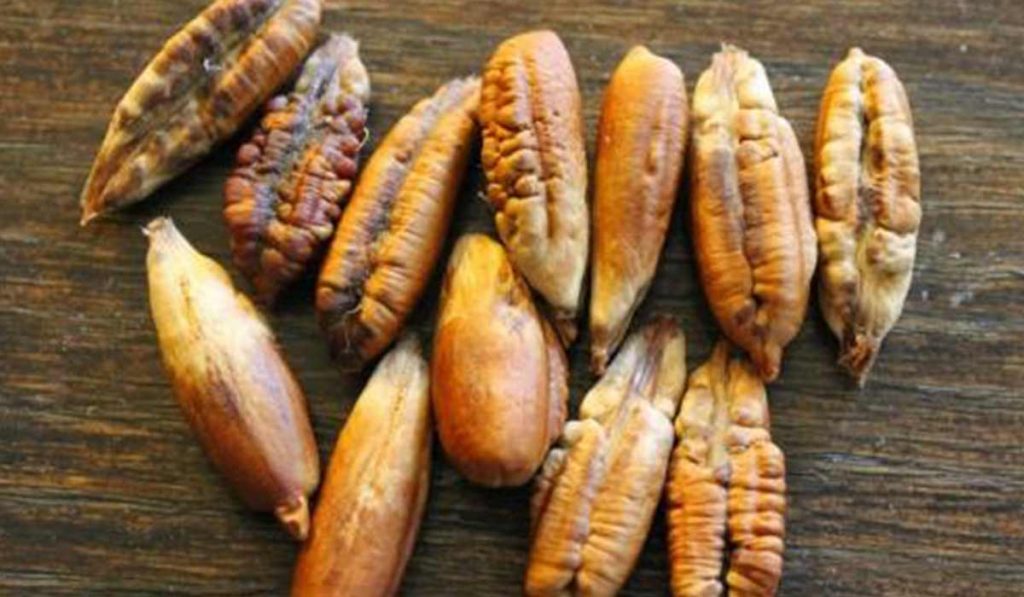  نواة التمر 