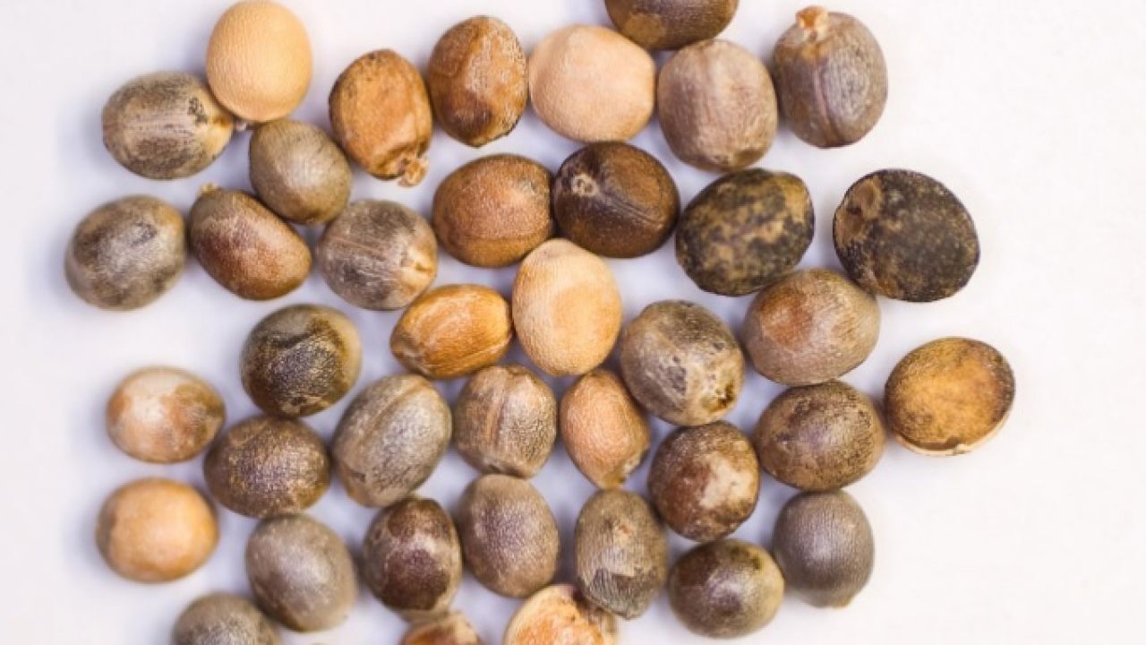 حبة الملوك